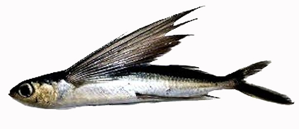 Cheilopogon heterurus_09